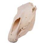 Real Horse Skull – 6804.0161 g