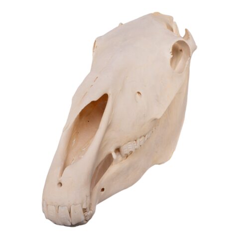 Real Horse Skull - 6804.0161 g