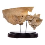 Real Human Partial Skull on Stand – 232 g