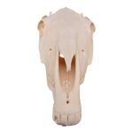 Real Horse Skull – 6804.0161 g