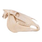 Real Horse Skull – 6804.0161 g
