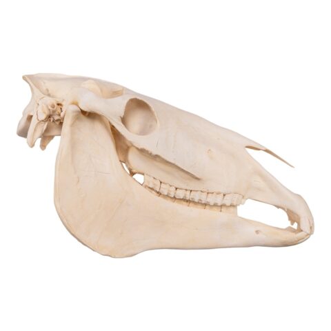 Real Horse Skull - 6804.0161 g