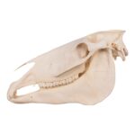Real Horse Skull – 6804.0161 g