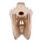 Real Horse Skull – 6804.0161 g