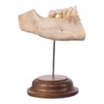 Real Human Partial Mandible On Stand – 64 g