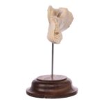 Real Human Partial Mandible On Stand – 64 g