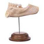 Real Human Partial Mandible On Stand – 64 g