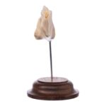 Real Human Partial Mandible On Stand – 64 g