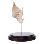Real Human Partial Maxilla and Occipital Bone on Stand