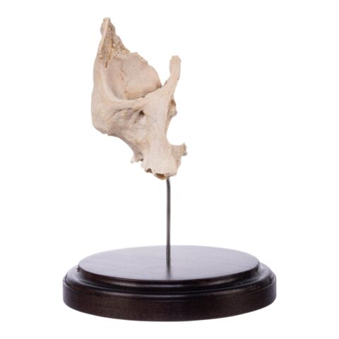 Real Human Partial Maxilla and Occipital Bone on Stand