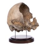 Real Human Partial Skull on Stand – 368 g