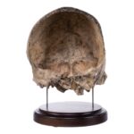 Real Human Partial Skull on Stand – 368 g