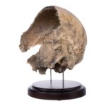 Real Human Partial Skull on Stand – 368 g