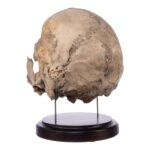 Real Human Partial Skull on Stand – 368 g