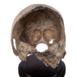 Real Human Partial Skull on Stand – 368 g
