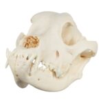 Real Domestic Dog Skull – Mastiff (Periodontal)
