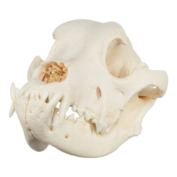 Real Domestic Dog Skull – Mastiff (Periodontal)