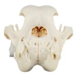 Real Domestic Dog Skull – Mastiff (Periodontal)