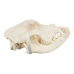 Real Domestic Dog Skull – Mastiff (Periodontal)