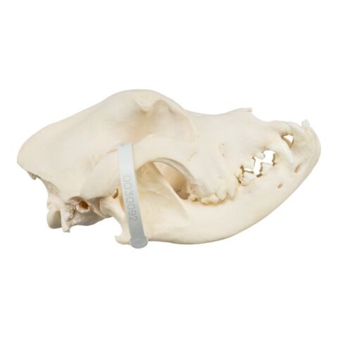 Real Domestic Dog Skull - Mastiff (Periodontal)