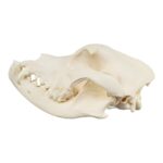 Real Domestic Dog Skull – Mastiff (Periodontal)