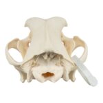 Real Domestic Dog Skull – Mastiff (Periodontal)
