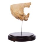 Real Human Partial Skull on Stand – 190 g
