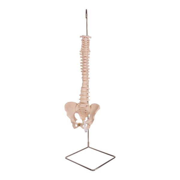 Real Human Spine, Sacrum, and Pelvis – 20.7411 oz