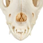 Real Domestic Dog Skull – Mastiff (Periodontal)