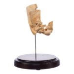 Real Human Partial Skull on Stand – 190 g