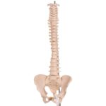 Real Human Spine, Sacrum, and Pelvis – 20.7411 oz