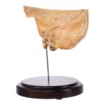 Real Human Partial Skull on Stand – 190 g