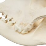 Real Domestic Dog Skull – Mastiff (Periodontal)