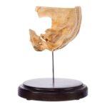 Real Human Partial Skull on Stand – 190 g