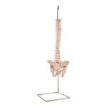 Real Human Spine, Sacrum, and Pelvis – 20.7411 oz