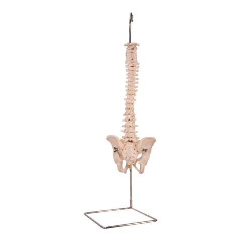 Real Human Spine, Sacrum, and Pelvis - 20.7411 oz