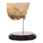 Real Human Partial Skull on Stand – 190 g
