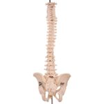 Real Human Spine, Sacrum, and Pelvis – 20.7411 oz