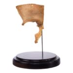 Real Human Partial Skull on Stand – 160 g