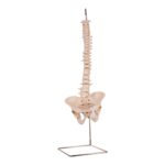 Real Human Spine, Sacrum, and Pelvis – 15.5205 oz