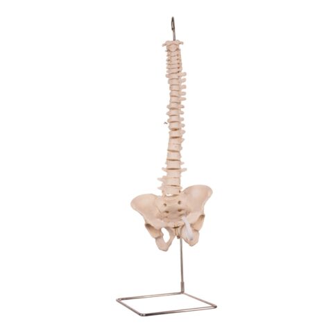 Real Human Spine, Sacrum, and Pelvis - 15.5205 oz