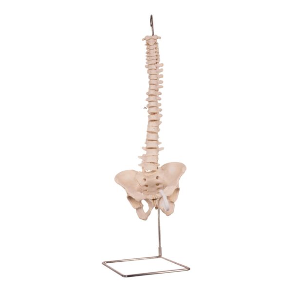 Real Human Spine, Sacrum, and Pelvis – 15.5205 oz