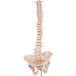 Real Human Spine, Sacrum, and Pelvis – 15.5205 oz