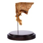 Real Human Partial Skull on Stand – 160 g