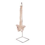 Real Human Spine, Sacrum, and Pelvis – 15.5205 oz