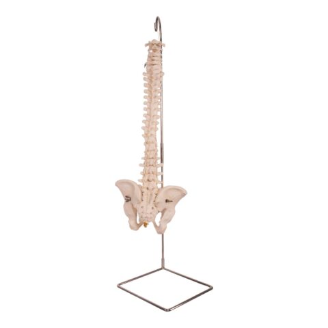 Real Human Spine, Sacrum, and Pelvis - 15.5205 oz