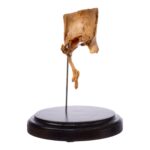 Real Human Partial Skull on Stand – 160 g