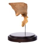 Real Human Partial Skull on Stand – 160 g