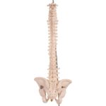 Real Human Spine, Sacrum, and Pelvis – 15.5205 oz