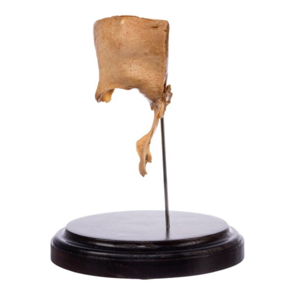 Real Human Partial Skull on Stand – 160 g